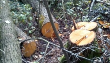 На Житомирщине экологи обнаружили незаконную вырубку деревьев на свыше 1,3 млн грн
