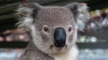 Австралийка нашла на рождественской елке коалу, и это лучшее праздничное украшение (фото)
