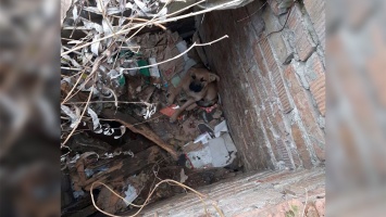 В Днепре на проспекте Поля щенок свалился в яму: пришлось вызывать спасателей