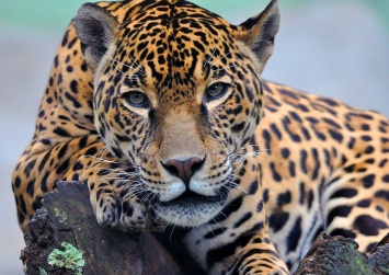 Беспрецедентно: дикого ягуара скрестили с выращенным в зоопарке ради сохранения вида