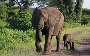 В Намибии выставят на аукцион 170 диких слонов