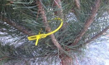 В Украине усиливают контроль за продажей новогодних елок