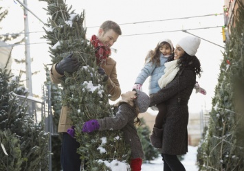 Где купить новогоднее дерево: адреса елочных базаров в Запорожье и области