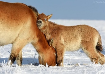 Хуже животных: в Чернобыльском лесу неизвестные повесили коней Пржевальского