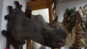 Во львовском музее отреставрировали редкого носорога