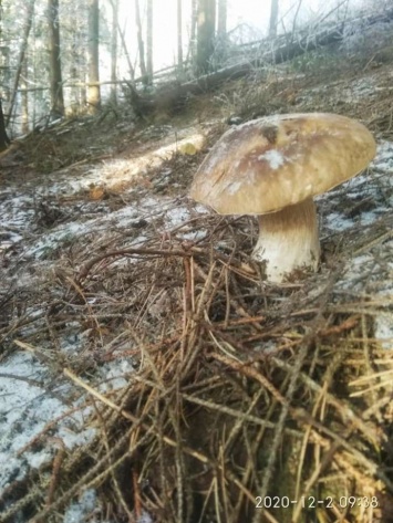 В Карпатах люди до сих пор собирают грибы (фото)