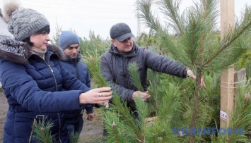 В Украине усилят охрану хвойных насаждений накануне новогодних праздников