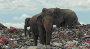 Дикие слоны оккупировали свалки на Шри-Ланке