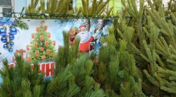 Где в Симферополе купить новогоднюю елку: адреса