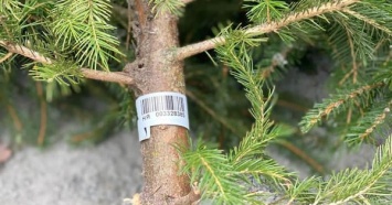 Как определить легальность новогодней елки