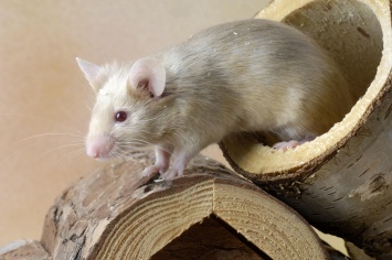 Ученым удалось вернули молодость мышам