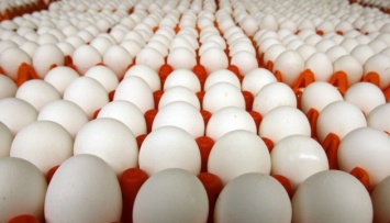 Вся экспортная яичная продукция из Украины проверяется на сальмонеллу - Союз птицеводов