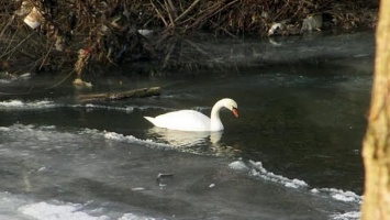 На реке Базавлук из ледяной ловушки освободили лебедя
