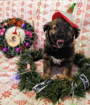 Жительница Запорожья устроила новогоднюю фотосессию бездомной собаке