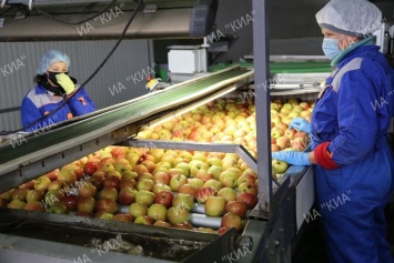Крымским предприятиям, построившим в этом году фруктохранилища, компенсируют часть затрат