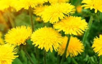 В Запорожье цветут весенние цветы (фото)