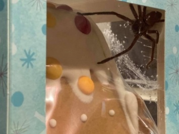 Австралийка нашла в пряничном домике огромного паука, и это худший подарок к Рождеству
