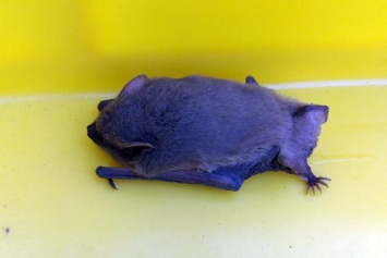 В Днепре в офис залетела летучая мышь: выловить ее вызывали спасателей, - ФОТО