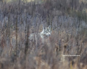 В зоне отчуждения показали фото одинокого волка на околице города Чернобыль