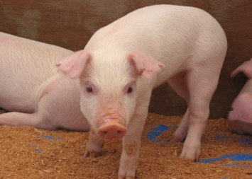 Снова беда в Новоодесском районе - к птичьему гриппу добавилась чума свиней