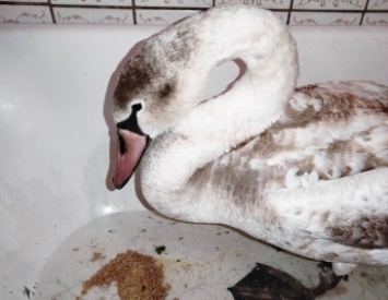 В Мелитополе лебедь рухнул в мандарины на оптовом рынке - спасали всем миром (фото, видео)