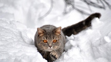 Часть Украины приморозит и "засыплет" снегом: погода на 20 декабря