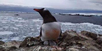 Первые пингвинята родились на украинской станции в Антарктиде - трогательные фото