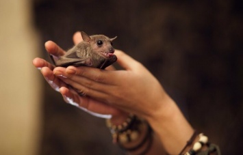 "Нелегальные жильцы": в Днепре в обшивке балкона нашли более 500 летучих мышей