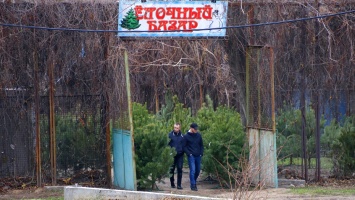 "Стоимость" праздничного настроения и откуда в Никополь привезли елки