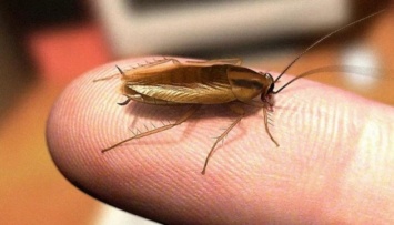 Ученые из ОАЭ заявляют, что антибиотики из тараканов могут спасать жизнь