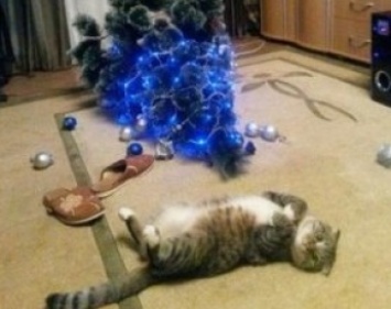 Коты и елки: запорожцы делятся забавными фотографиями в соцсетях (ФОТО)