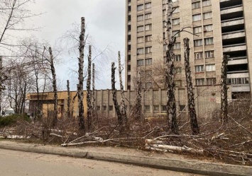 Уничтожение берез на Набережной: мэр Днепра написал заявление в полицию