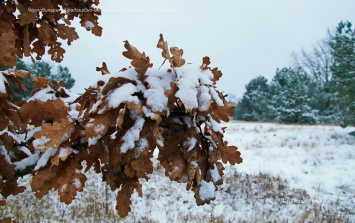"Зима. Попытка вторая". В Чернобыльском заповеднике поделились фото заснеженных лесов зоны отчуждения