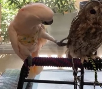 Попытки «влюбленного» попугая добиться взаимности у совы насмешили сеть