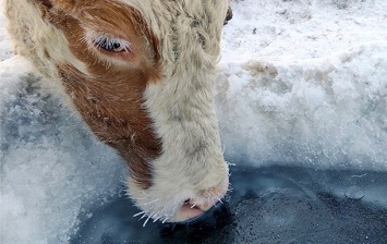 Якутские охотники одевают коров в меховые бюстгалтеры