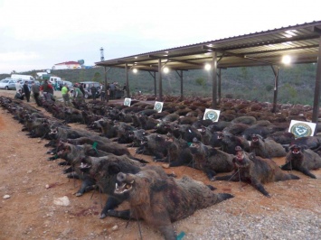 Появились фото кровавой бойни, в которой испанцы убили сотни оленей и кабанов в Португалии. Фото 18+