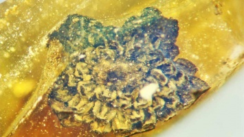 Ученые обнаружили очень древний цветок из Мелового периода