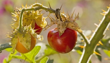 Не елка, но с иголками. Новый тренд аграриев - колючие томаты (ФОТО)