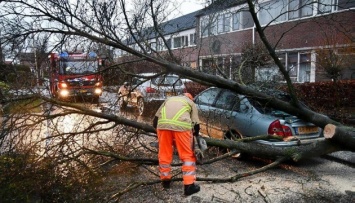 Поваленные деревья и разбитые авто: в Нидерландах обрушился шторм «Белла»