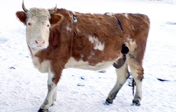 Якутские фермеры из-за сильных морозов шьют меховые бюстгальтеры для коров