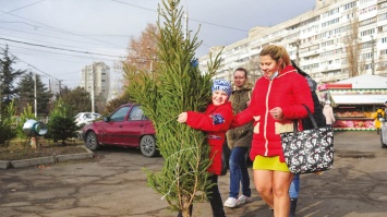 Как в Крыму борются с любителями срубить елочку в лесу