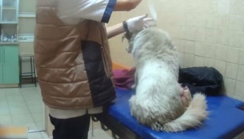 В Харькове полицейские спасли собаку, которую переехал неизвестный автомобиль, - ВИДЕО
