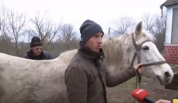 Под Тернополем школьники украли двух лошадей, чтобы как следует отпраздновать Новый год. Видео