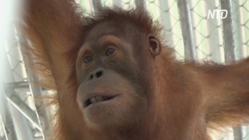 В Индонезию доставили двух спасенных суматранских орангутанов (видео)