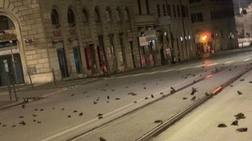 Дождь из мертвых птиц усеял центр Рима (видео)