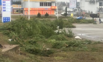 Новогодние елки на свалке загрязняют окружающую среду, - Глава Всеукраинской экологической лиги