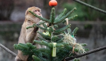 Киевский зоопарк просит не приносить им елки