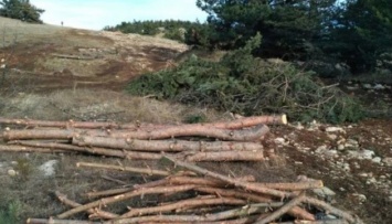 Оккупанты вырубают лес на Ай-Петри
