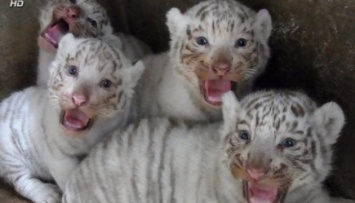 Редкий белый тигр родился в зоопарке Никарагуа