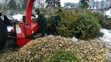 Куда в Киеве можно сдать елку с пользой: адреса